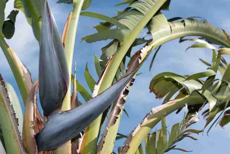 Strelitzia nicolai