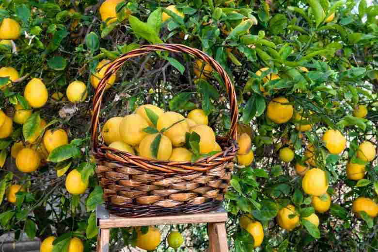 Raccolta limoni