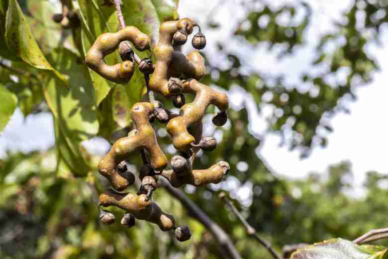 Frutti di Hovenia dulcis