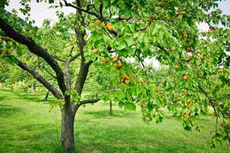 Albicocco con frutti in maturazione