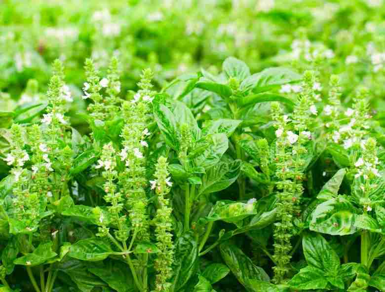 Basilico in fiore