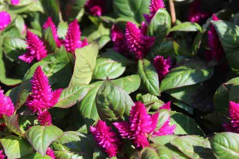 Fiori di celosia