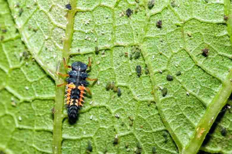 Larva di coccinella che mangia afidi