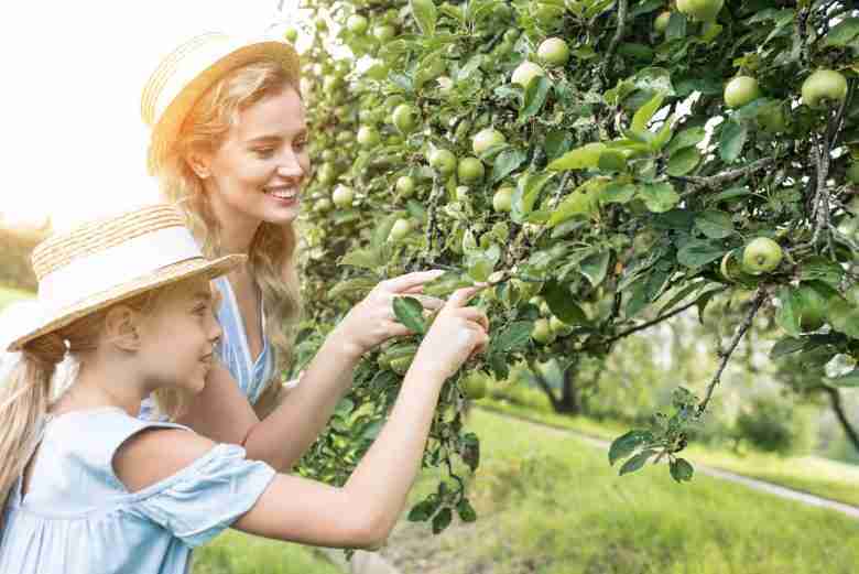 Lavori di maggio nel frutteto