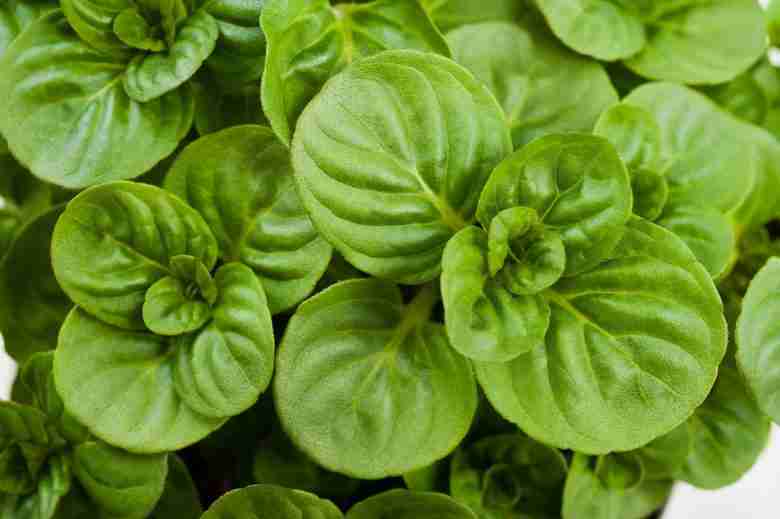 Foglie di menta glaciale