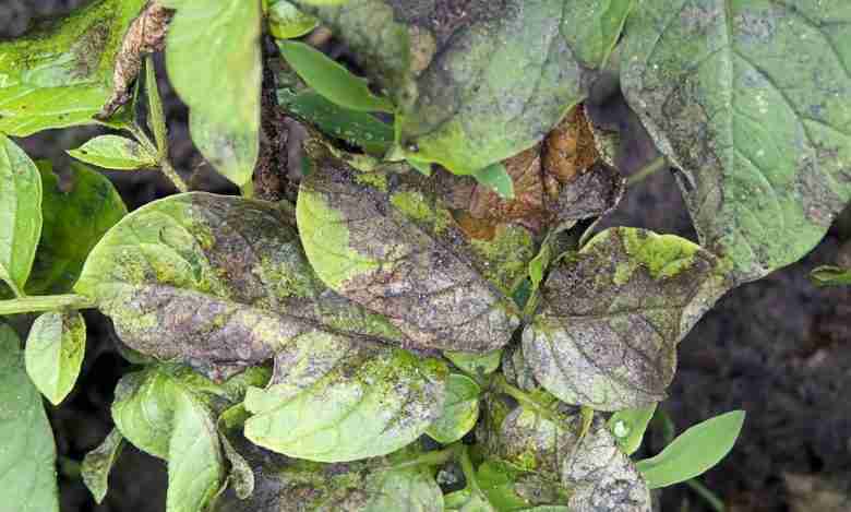 Peronospora su foglie di patata