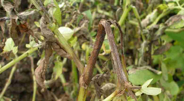 Sintomi della peronospora della patata