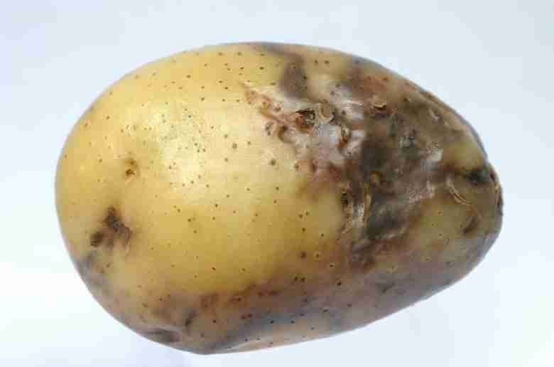 Peronospora su patata