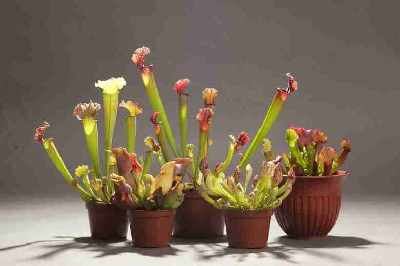 sarracenia in vaso