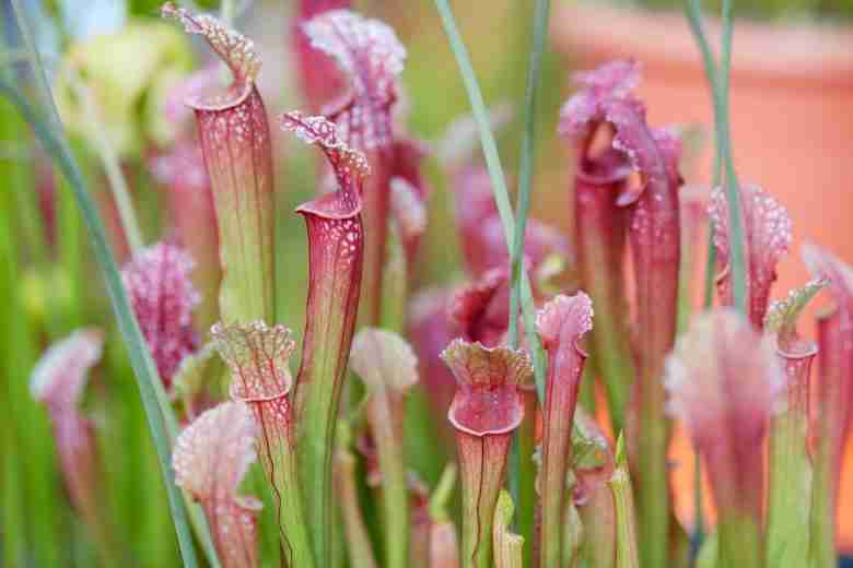 sarracenia pianta