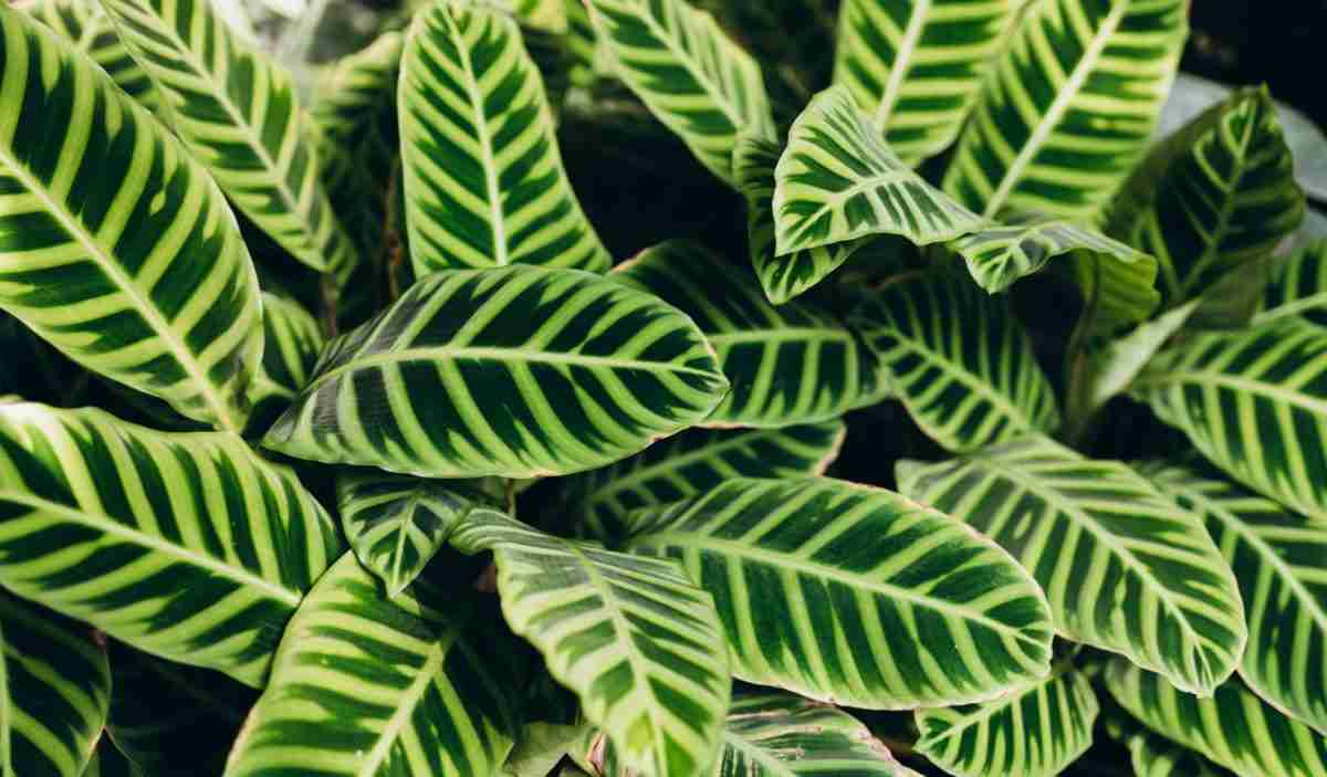 Bloomique Set Di 2 Calathea Orbifolia - Pianta Del Pavone Da Interno, Purificante E Sicura Per Animali, 40-50 Cm