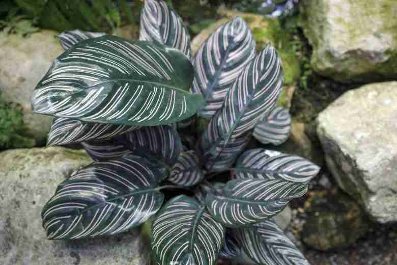 Calathea ornata