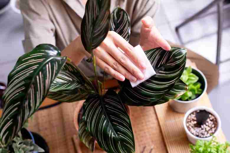 Calathea pulizia