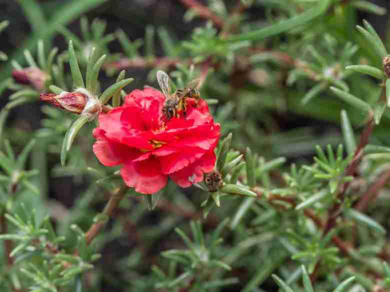 Ape su fiore di Portulaca grandiflora