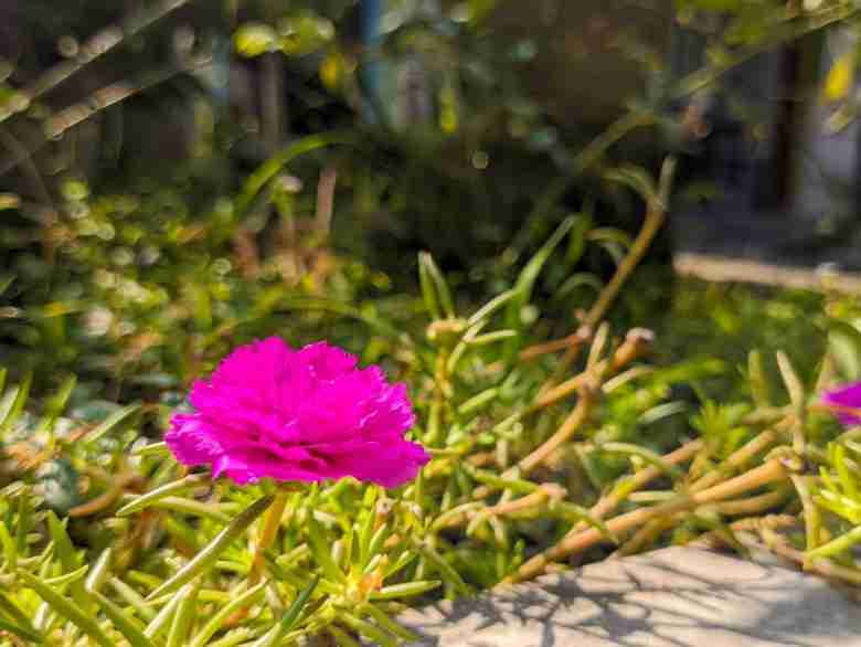 Portulaca grandiflora in vaso