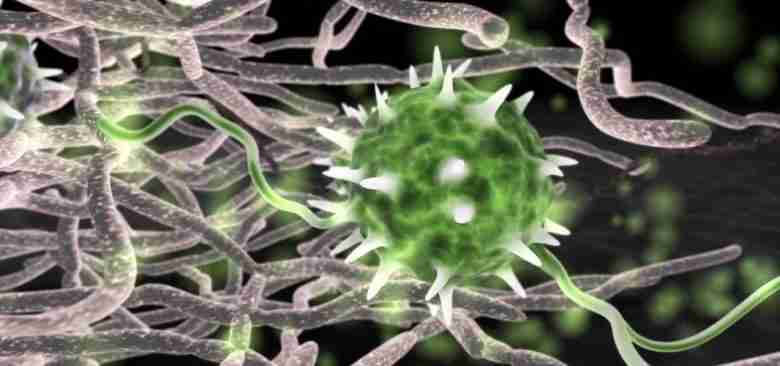 Pythium oligandrum al microscopio
