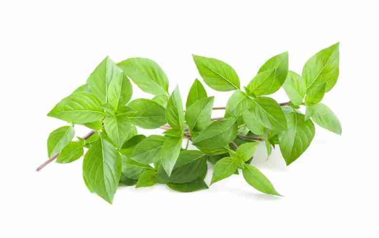 Foglie di basilico greco