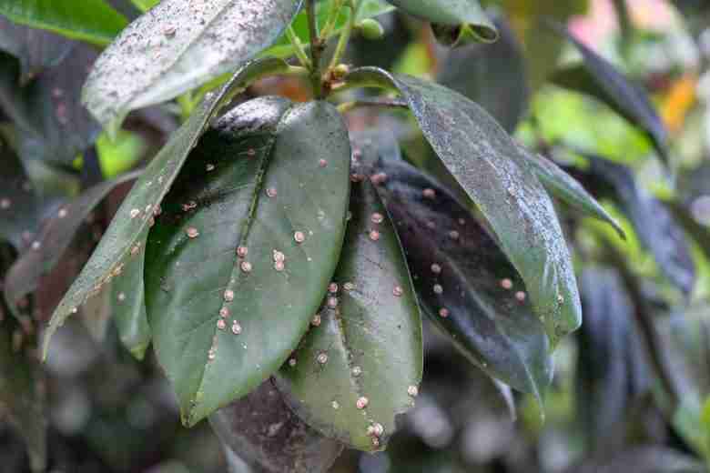 cocciniglia su foglie