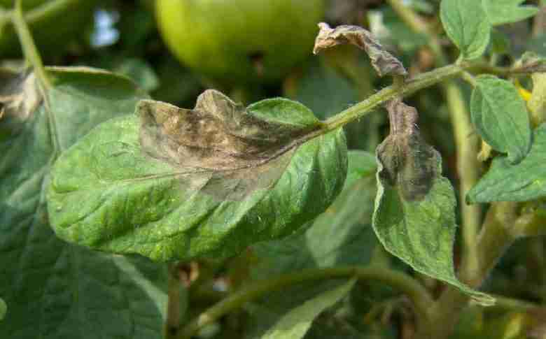 Foglia nera di pomodoro