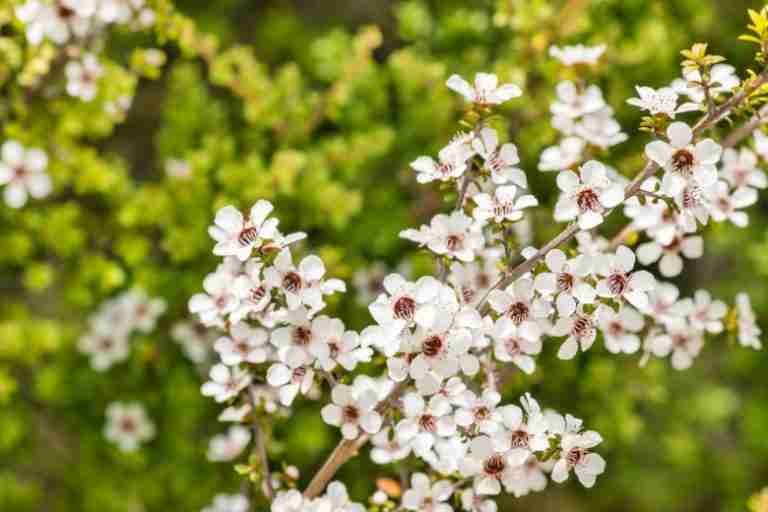 La pianta di manuka, come coltivarla in giardino o in vaso