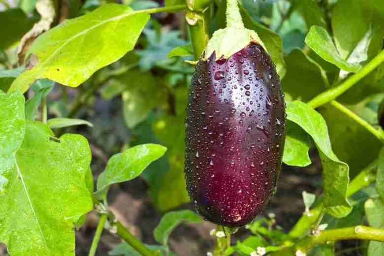 melanzane quasi mature