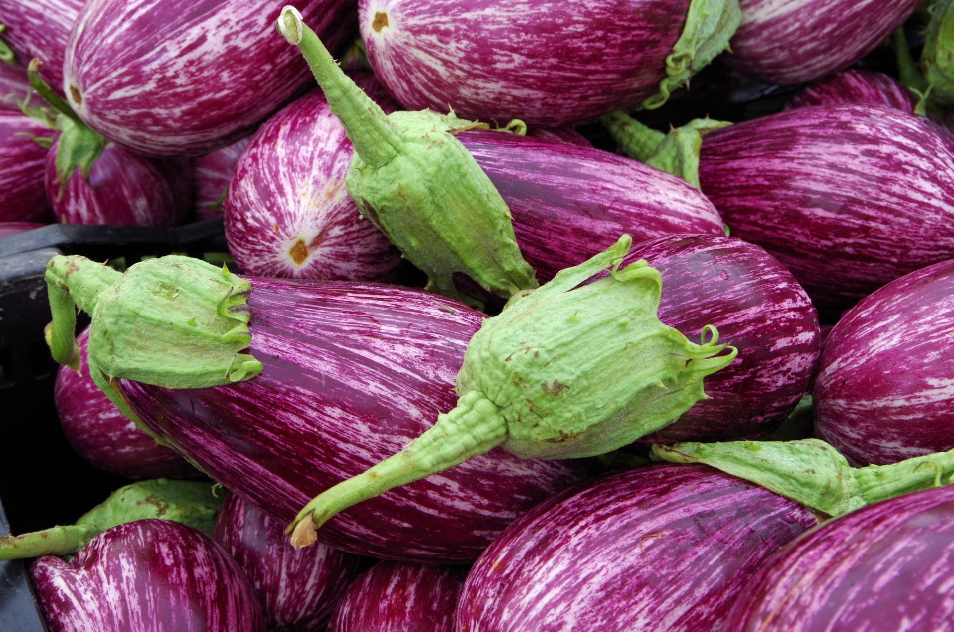 melanzane appena raccolte