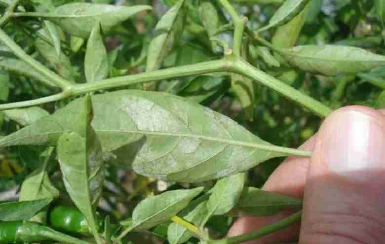 Mal bianco su peperoncino