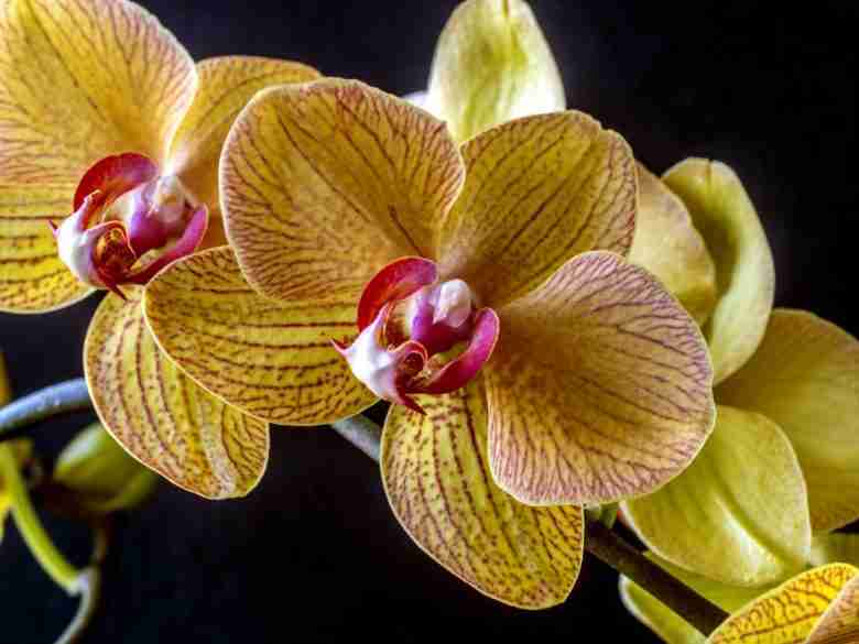 Dendrobium nobile