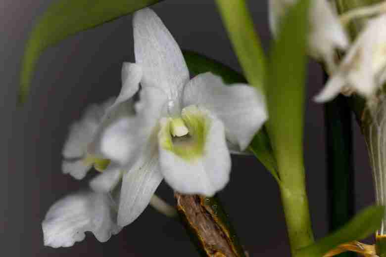 Fiori bianchi di orchidea bambù