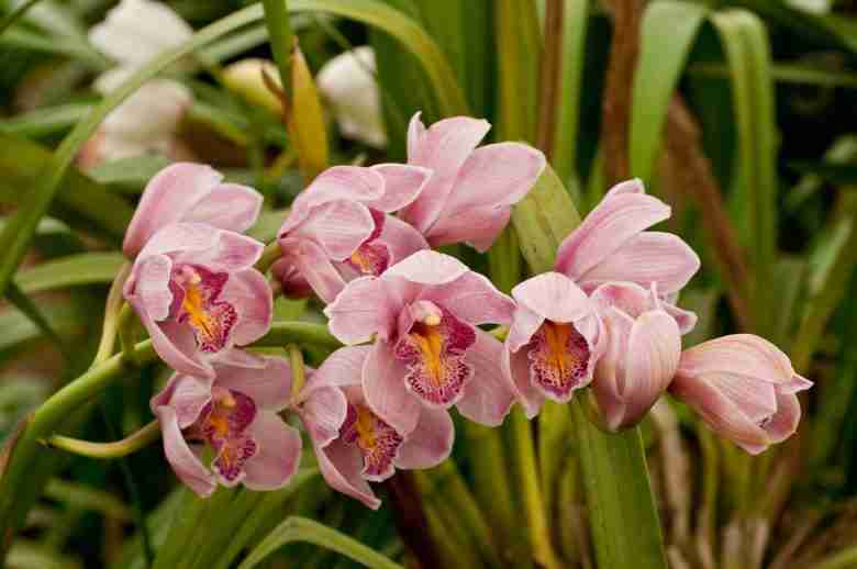 Fiori rosa di orchidea bambù