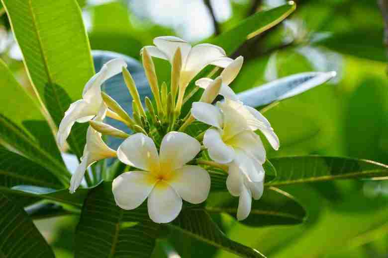 Fiori bianchi di frangipane