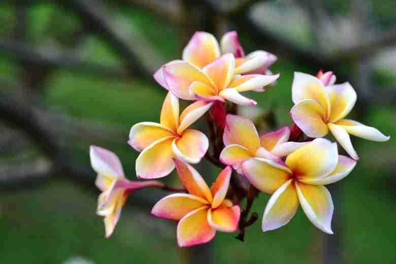 Fiori di plumeria variegati
