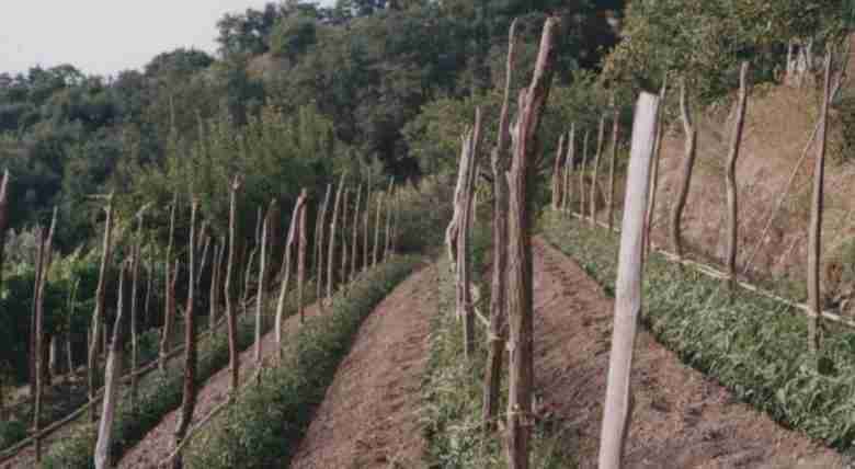 pomodori-Belmonte-terrazzamenti-legatura-classica-