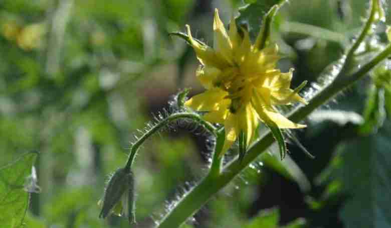 pomodoro-Belmonte-fiore-