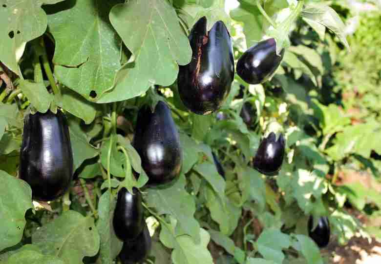 Melanzane pronte da raccogliere