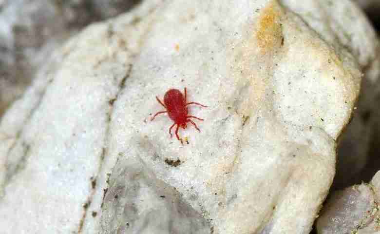 Balaustium murorum