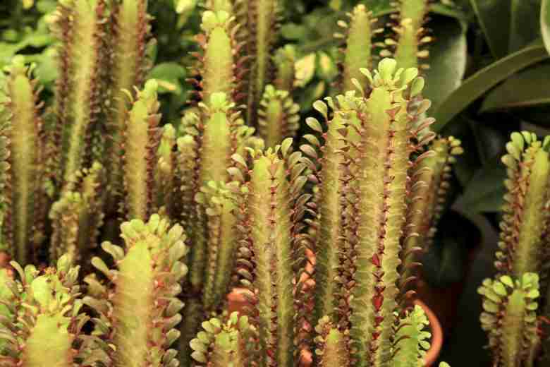 Euphorbia trigona rubra