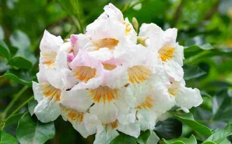 Radermachera sinica fiori