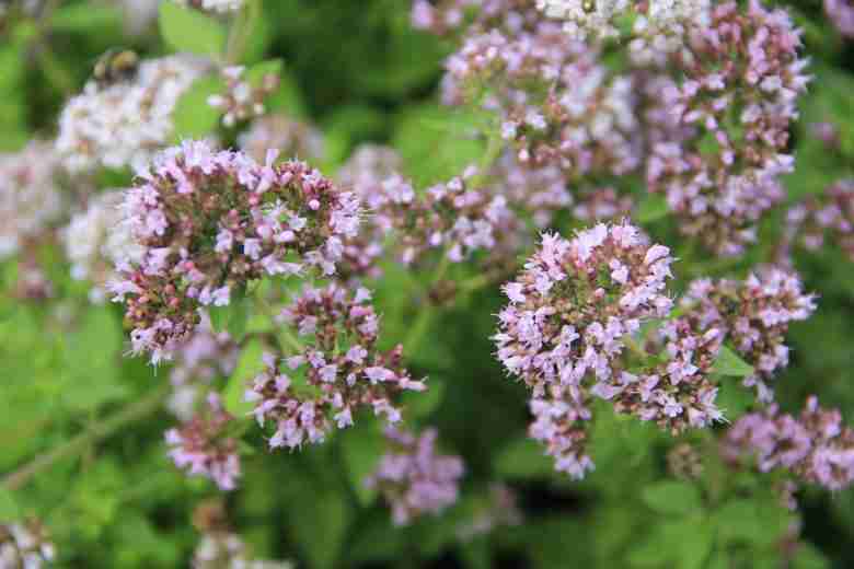 Origano in fiore