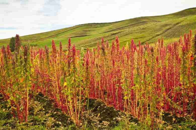 Piantagione di quinoa