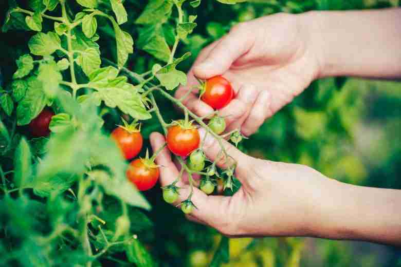 Raccolta pomodori ciliegino