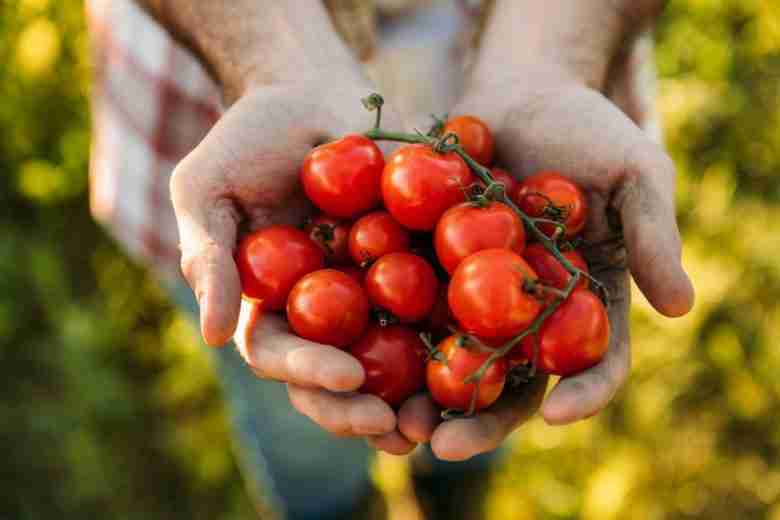 Pomodori a grappolo appena raccolti