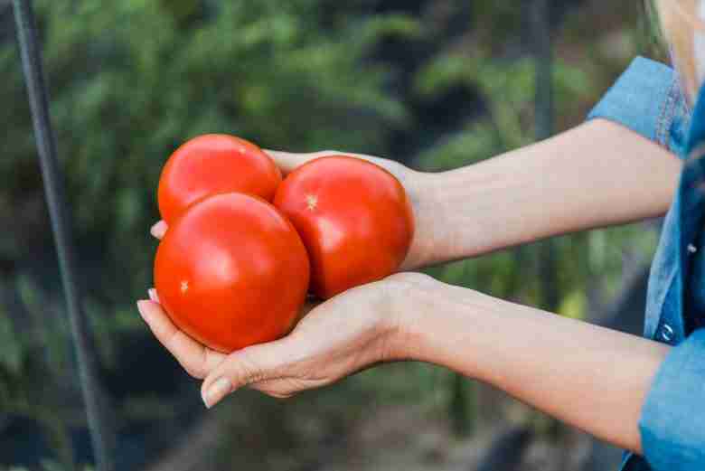 Pomodoro tondo liscio maturo