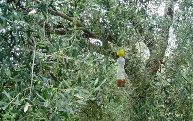 Trappola mosche olivo