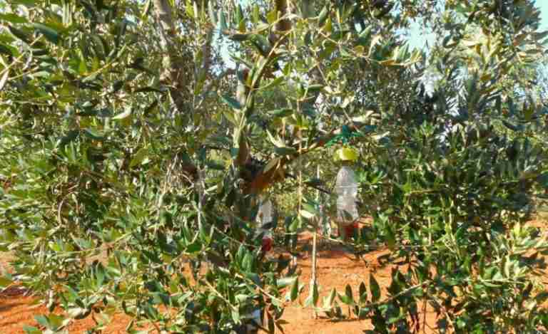 Decis Trap Olivo Trappola insetticida mosca dell'olivo 20 pz - Acquista Online su Decis Trap Olivo Trappola insetticida mosca dell'olivo 20 pz - Acquista Online su