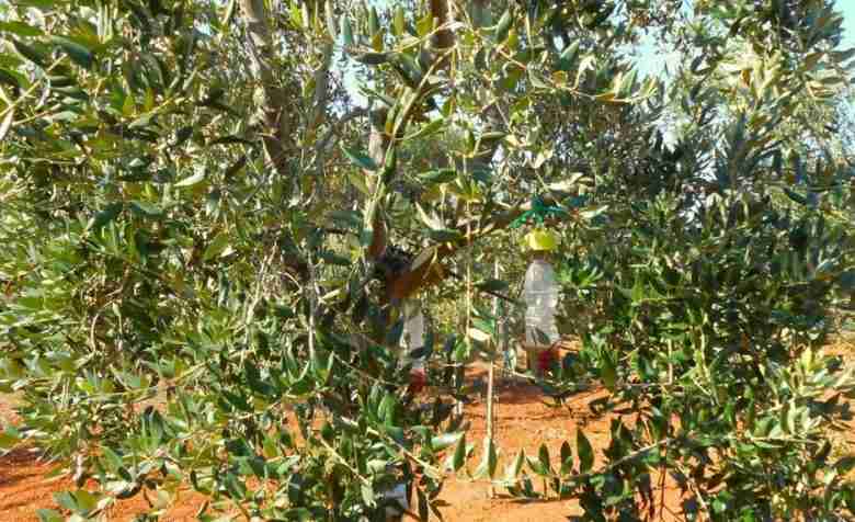Trappole mosca dell'olivo