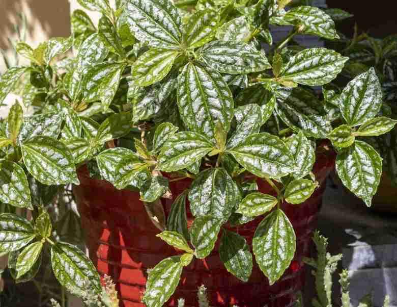 Vaso di Pilea cadierei