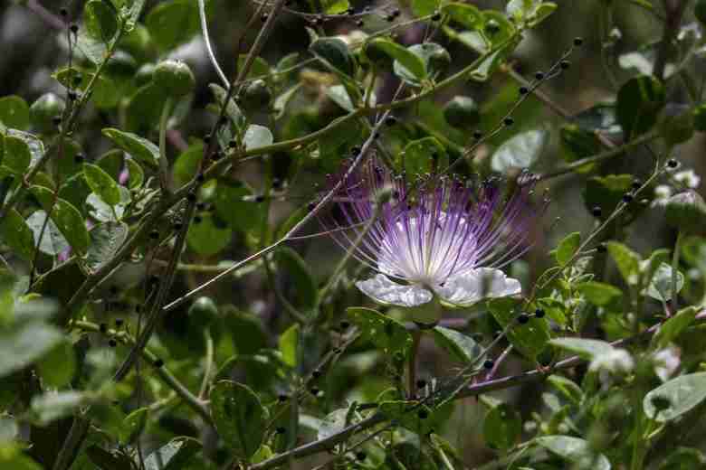 Fiore di cappero