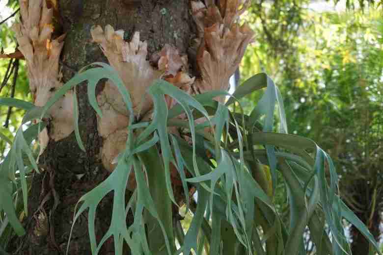 Platycerium bifurcatum in natura