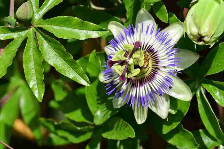 Talea di passiflora